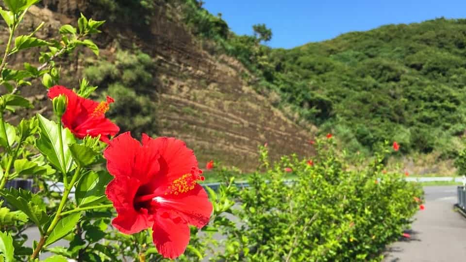 【伊豆大島】地層切断面