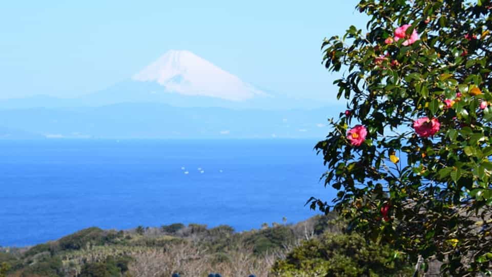 【伊豆大島】椿花ガーデン