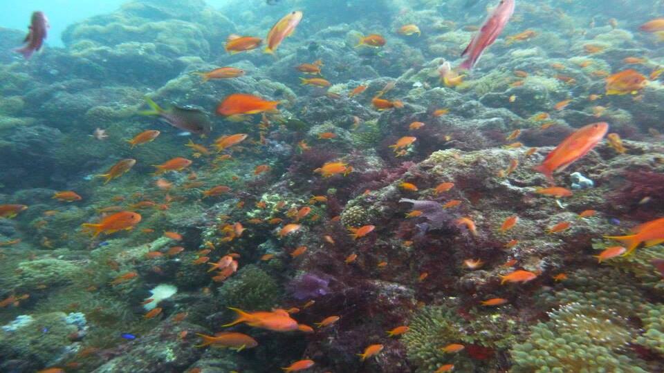 式根島 シュノーケリングスクール オプション 伊豆諸島旅行ツアー 式根島 シュノーケリングスクール オプション 伊豆諸島旅行ツアー