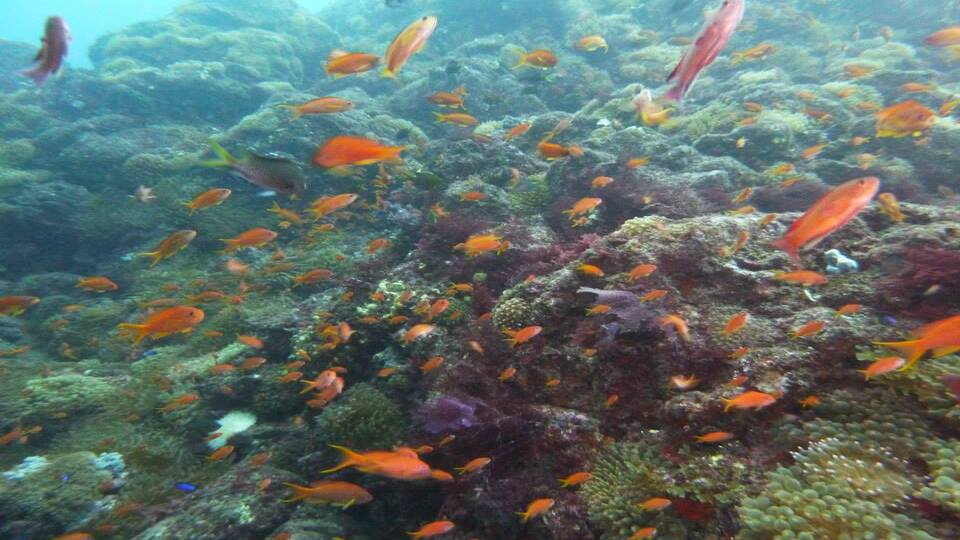 式根島 シュノーケリングスクール オプション 伊豆諸島旅行ツアー