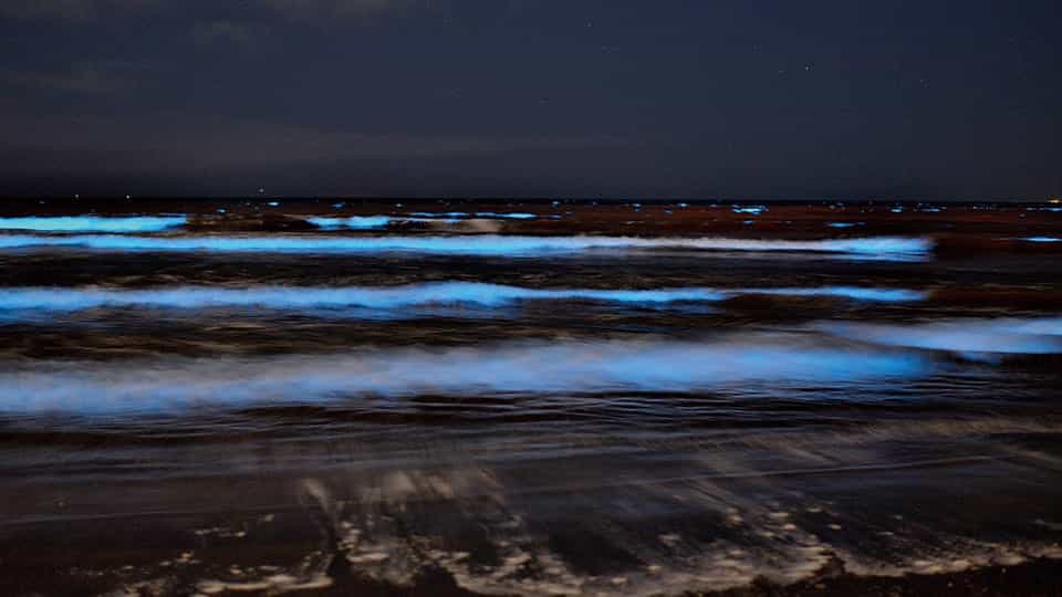 【式根島】夜光虫