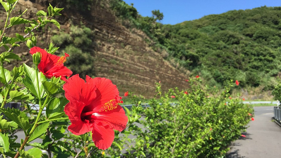 【伊豆大島】