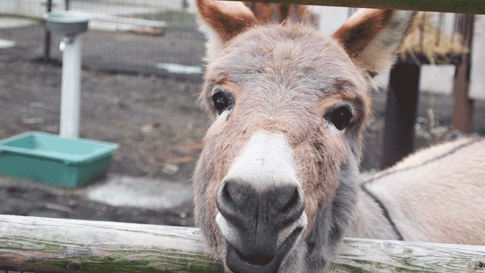 伊豆大島動物園