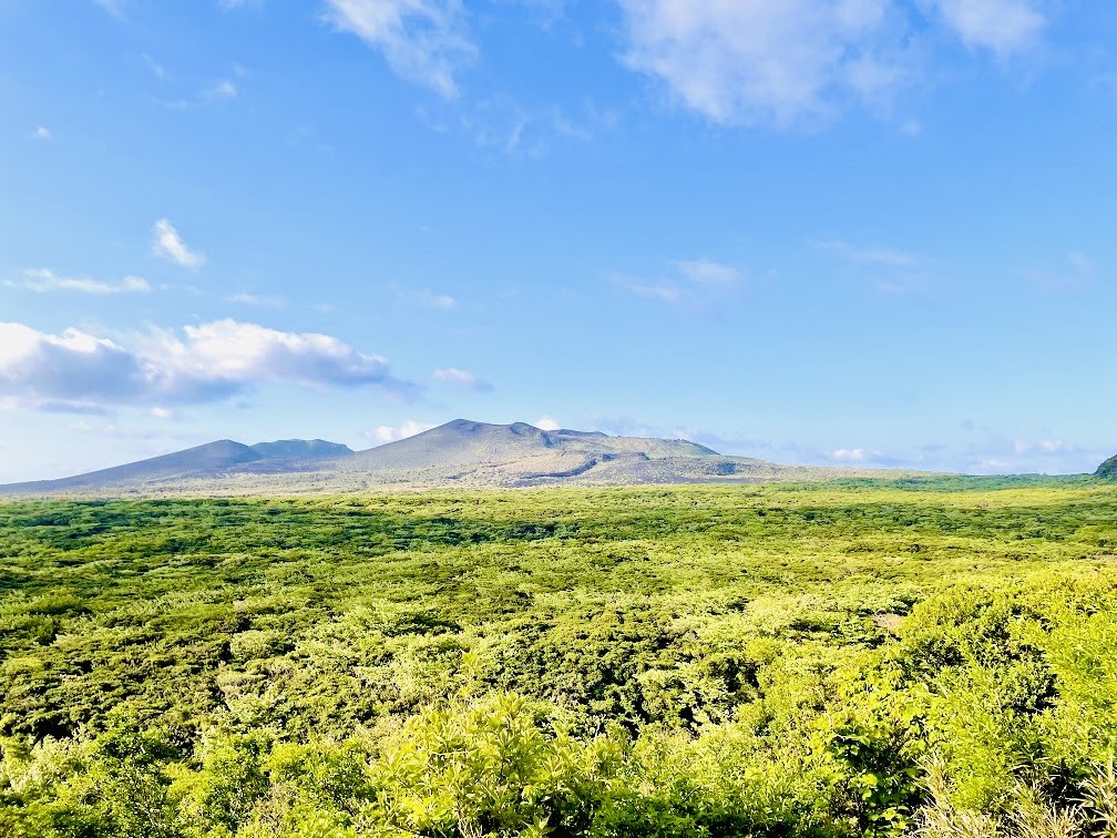 【伊豆大島】三原山 大島椿ブログ