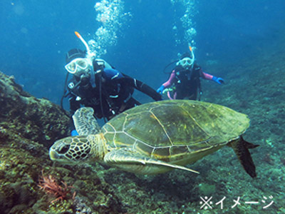 伊豆大島でダイビング!素泊まり☆伊豆諸島ツアー