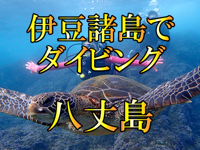 八丈島でダイビング!