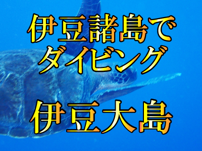 伊豆大島でダイビング!