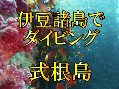 式根島でダイビング!