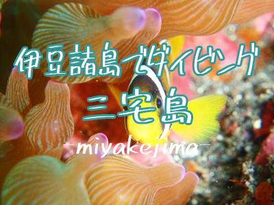 三宅島でダイビング!伊豆諸島ツアー
