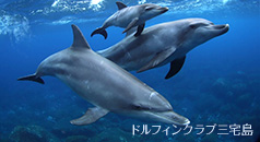 ドルフィンスイム(写真提供:ドルフィンクラブ三宅島)