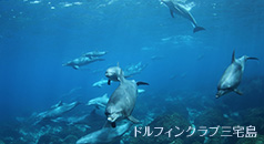 ドルフィンスイム(写真提供:ドルフィンクラブ三宅島)