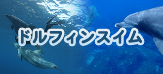 ドルフィンスイム