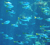 のんびり海釣り体験