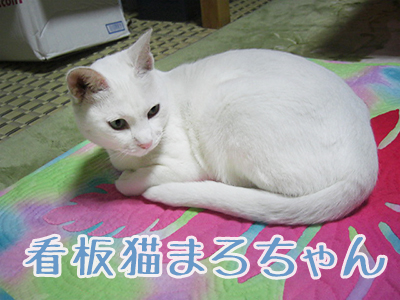 島宿 わたなべ