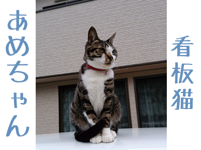 島宿 わたなべ