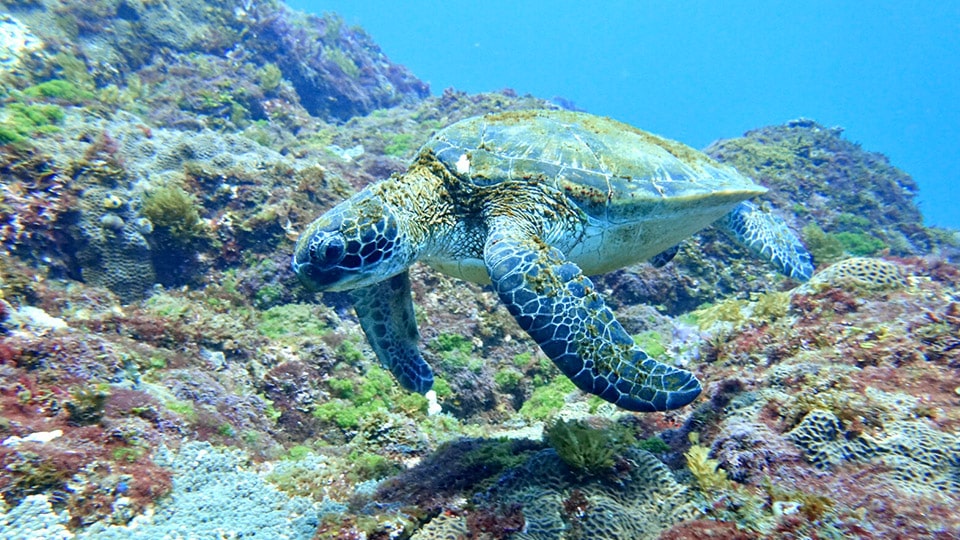 旅行前に知っておきたい 世界自然遺産に選ばれた島 小笠原諸島の特徴 魅力まとめ 小笠原諸島旅行 ツアー 東京発フェリーで行く トラベルロード