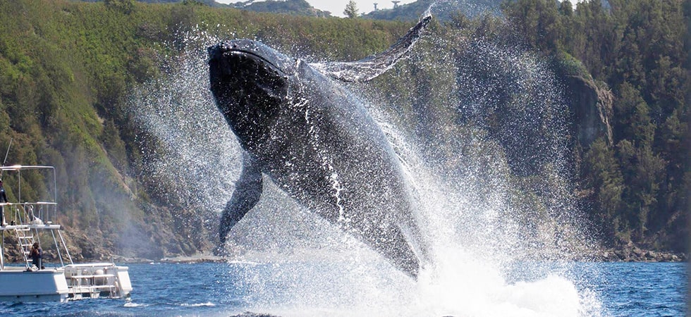 ほぼ1年を通じていつでもクジラを観ることができます。自然界の大迫力を是非体験してみてください。