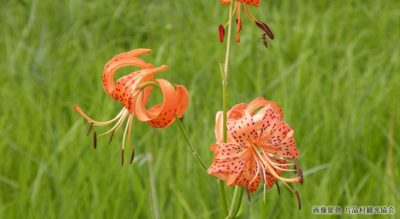 コオニユリ（小鬼百合）