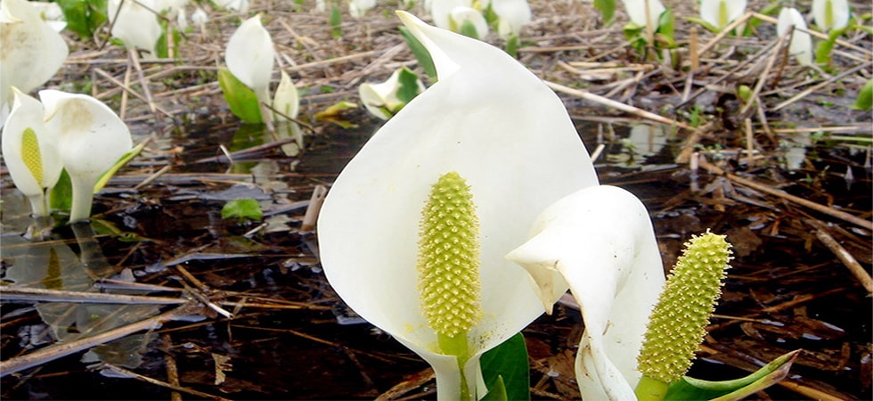 ＜水芭蕉＞残雪が消える6月初旬が水芭蕉の見頃。同じ頃に咲くリュウキンカの黄色い花が更に色を添えます。