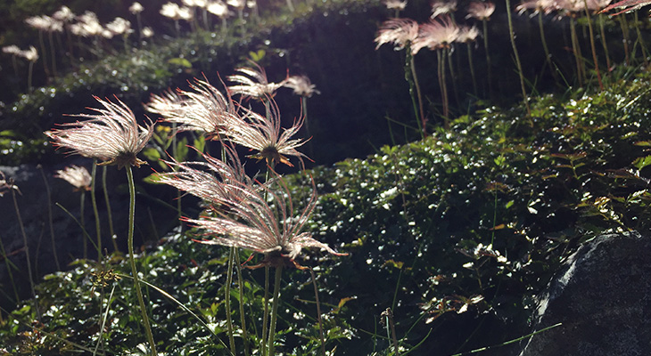 チングルマ 稚児車 尾瀬ハイキング トレッキングツアー 21 バス 新幹線で行く トラベルロード