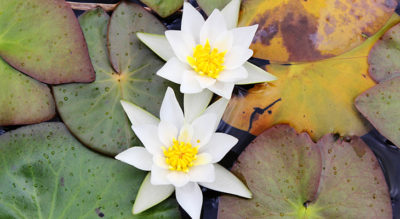 ヒツジグサ（未草）