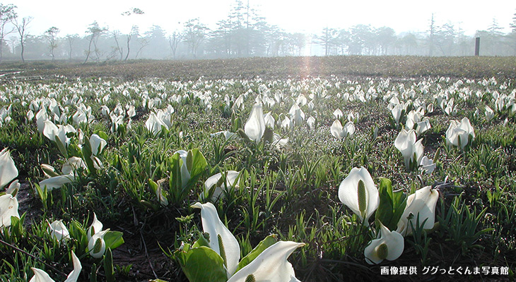 「尾瀬国立公園 水芭蕉」の画像検索結果