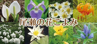 尾瀬の花ごよみ