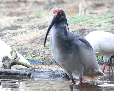 トキの森公園