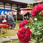 長谷寺ぼたんまつり