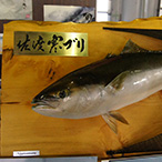 佐渡さかなまつり