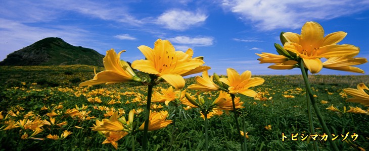 大野亀トビシマカンゾウ